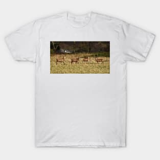 Highland deer in Scotland T-Shirt